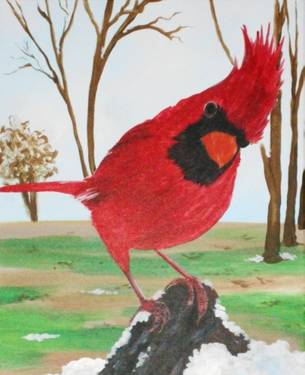 Inquisitive Cardinal