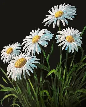 Wild Spring Daisies