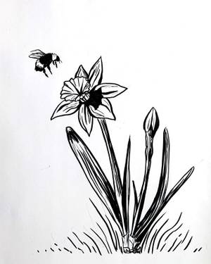 Sketching - Daffodil